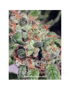 MINISTRY OF CANNABIS - Royalmatic Auto - 1