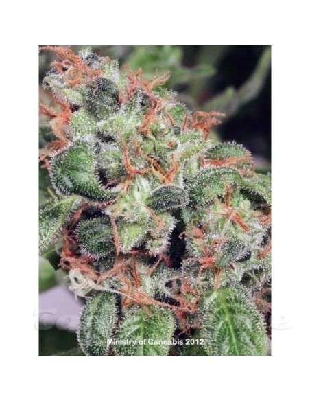MINISTRY OF CANNABIS - Royalmatic Auto - 1