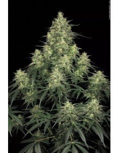 PARADISE SEEDS - Atomical Haze - 1
