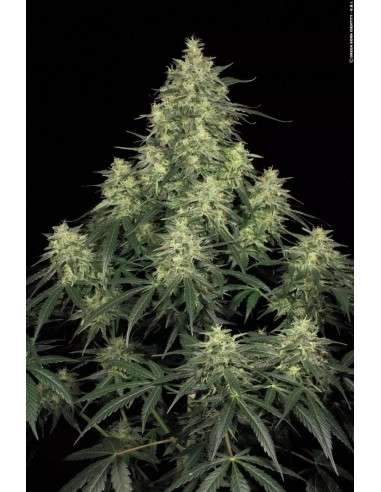 PARADISE SEEDS - Atomical Haze - 1