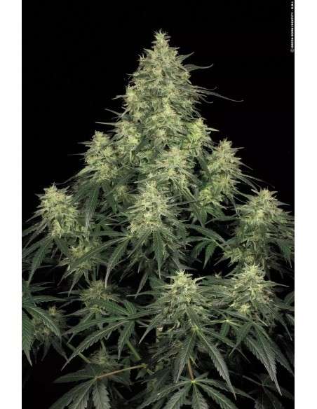 PARADISE SEEDS - Atomical Haze - 1