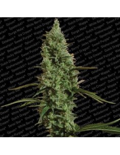 PARADISE SEEDS - Atomical Haze - 1 2