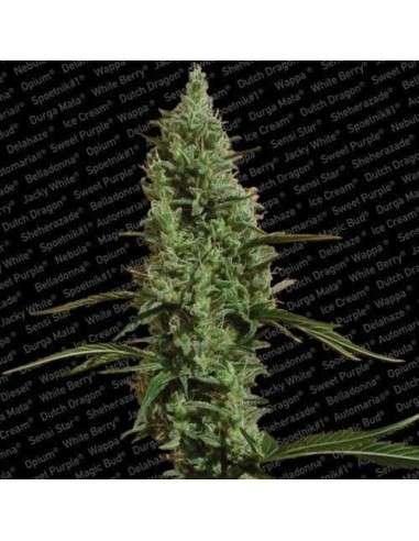 PARADISE SEEDS - Atomical Haze - 2