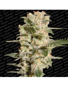 PARADISE SEEDS - Belladonna - 1