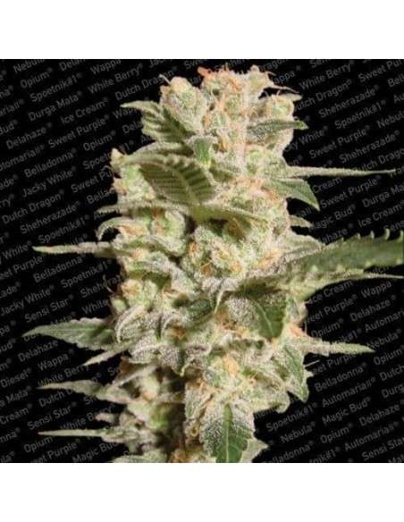PARADISE SEEDS - Belladonna - 1