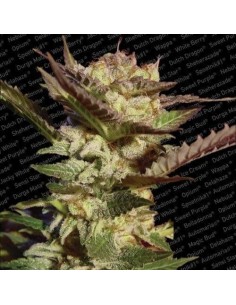 PARADISE SEEDS - Durga Mata - 1