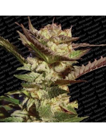 PARADISE SEEDS - Durga Mata - 1