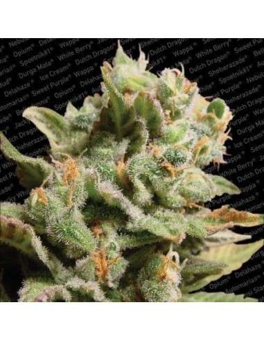 PARADISE SEEDS - Dutch Dragon - 1