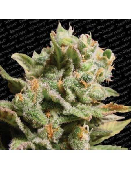 PARADISE SEEDS - Dutch Dragon - 1
