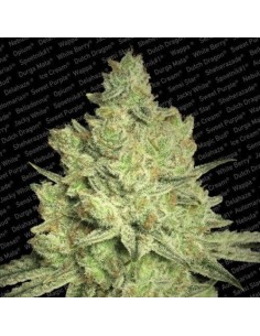 PARADISE SEEDS - Jacky White - 1