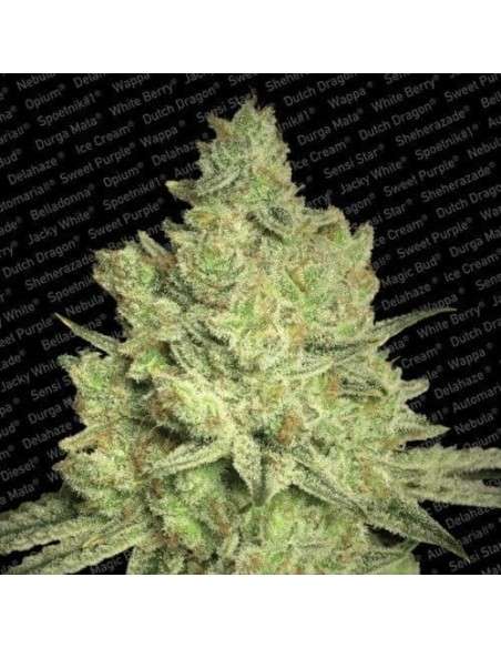 PARADISE SEEDS - Jacky White - 1