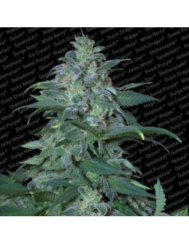 PARADISE SEEDS - Magic Bud - 1