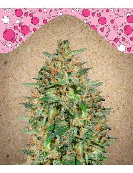FEMALE SEEDS - BubbleGummer - 1