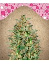 FEMALE SEEDS - BubbleGummer - 1