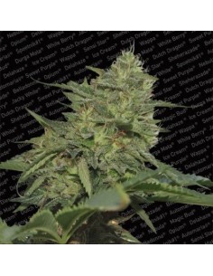 PARADISE SEEDS - Original Cheese (IBL) - 1