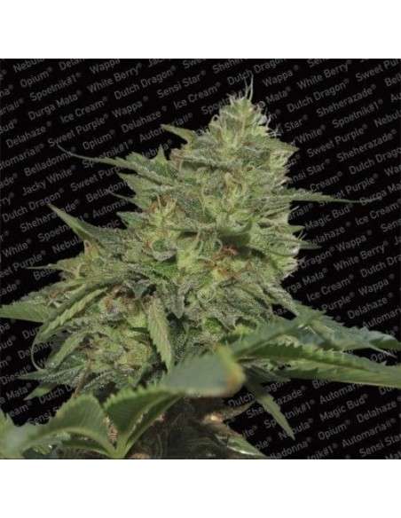 PARADISE SEEDS - Original Cheese (IBL) - 1