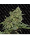 PARADISE SEEDS - Original Cheese (IBL) - 1
