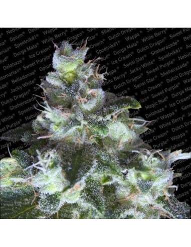 PARADISE SEEDS - Original White Widow (IBL) - 1