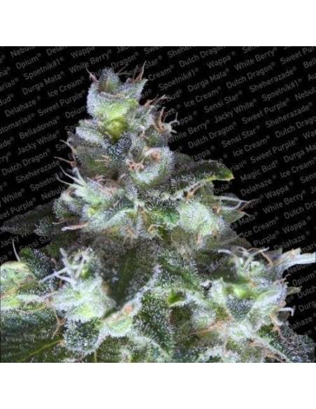 PARADISE SEEDS - Original White Widow (IBL) - 1