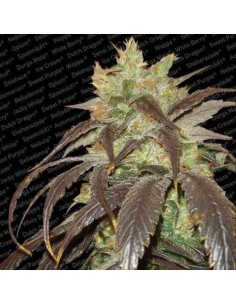 PARADISE SEEDS - Spoetnik 1 - 1