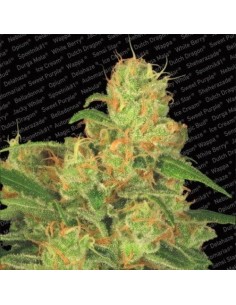 PARADISE SEEDS - Auto Acid - 1