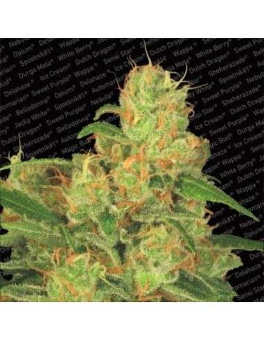 PARADISE SEEDS - Auto Acid - 1