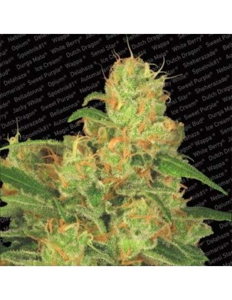 PARADISE SEEDS - Auto Acid - 1