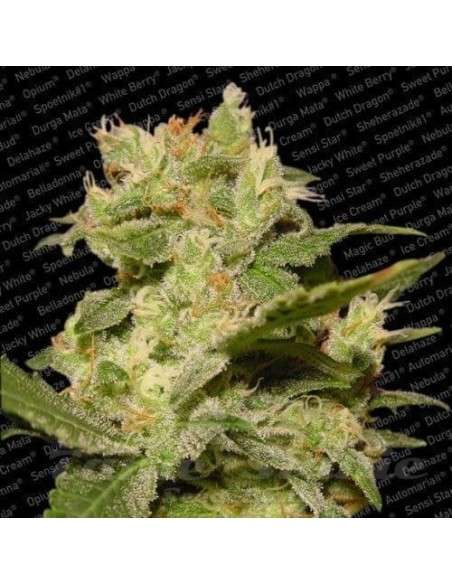 PARADISE SEEDS - Auto Jack - 1