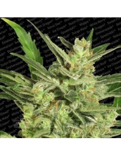 PARADISE SEEDS - Automaria II - 1