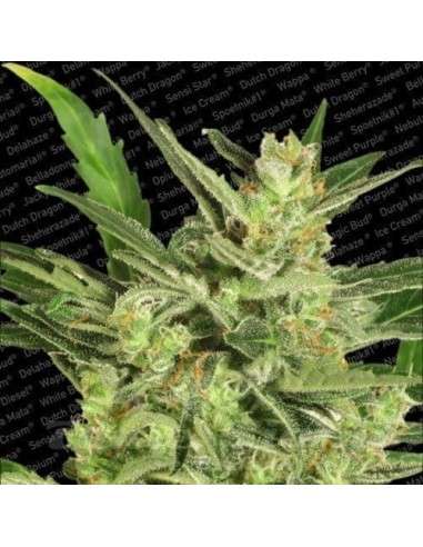 PARADISE SEEDS - Automaria II - 1