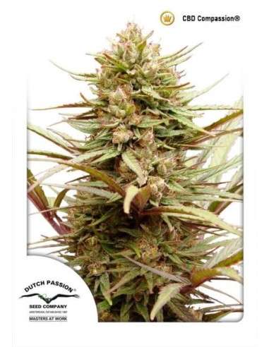 DUTCH PASSION - ComPassion CBD - 1