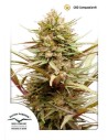 DUTCH PASSION - ComPassion CBD - 1