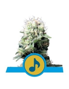 ROYAL QUEEN SEEDS - Dance World CBD - 1