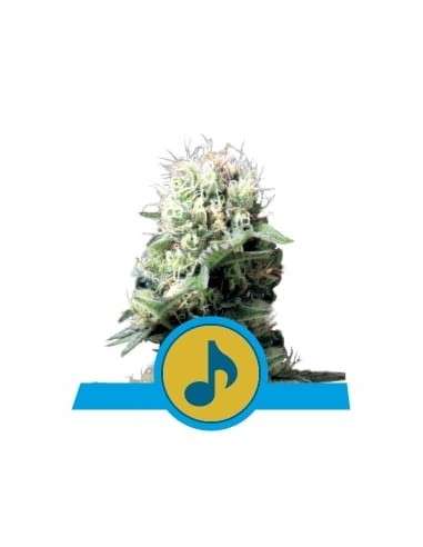 ROYAL QUEEN SEEDS - Dance World CBD - 1