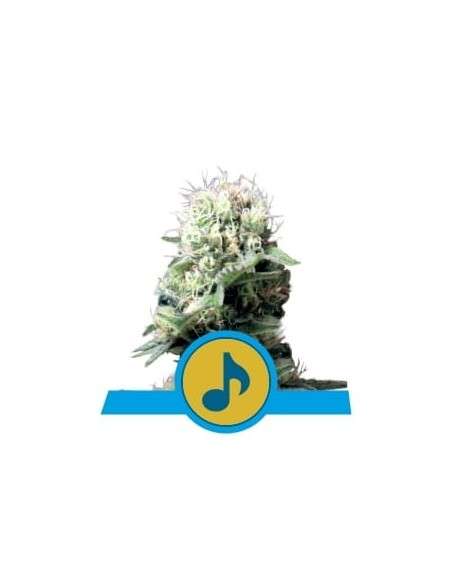 ROYAL QUEEN SEEDS - Dance World CBD - 1