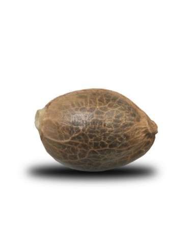 ROYAL QUEEN SEEDS - Dance World CBD - 2