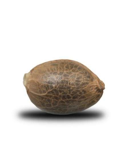 ROYAL QUEEN SEEDS - Dance World CBD - 2