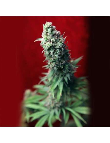 REGGAE SEEDS - Blackdance - 1