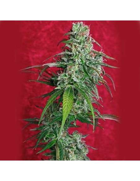 REGGAE SEEDS - Juanita La Lagrimosa - 1