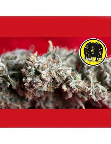 REGGAE SEEDS - O'Haze Red - 1