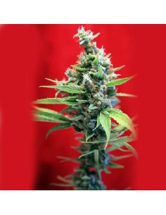 REGGAE SEEDS - SRA. Amparo - 1