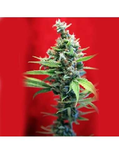 REGGAE SEEDS - SRA. Amparo - 1