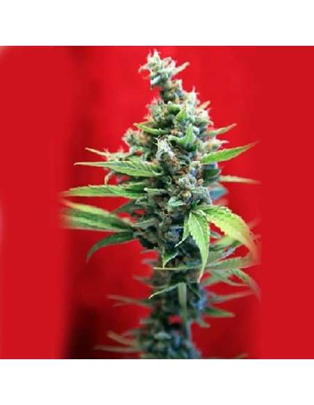 REGGAE SEEDS - SRA. Amparo - 1