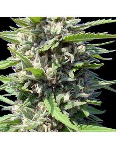 GENEHTIK - Auto Northern Lights - 1