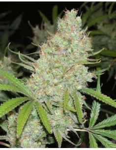 FEMALE SEEDS - C'99 - 1 2