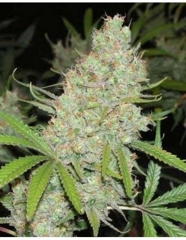 FEMALE SEEDS - C'99 (Medyczna) - 1
