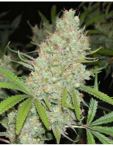 FEMALE SEEDS - C'99 (Medyczna) - 1