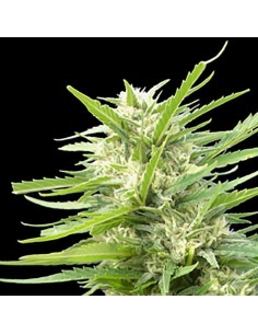 GENEHTIK - Kritikal Bilbo x Ak-47 - 1