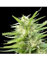 GENEHTIK - Kritikal Bilbo x Ak-47 - 1