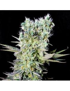 GENEHTIK - Northern Lights X - 1